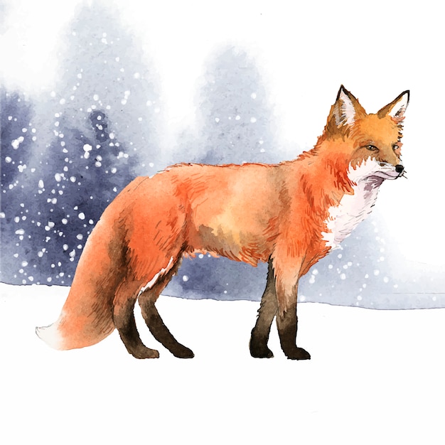 Fox 