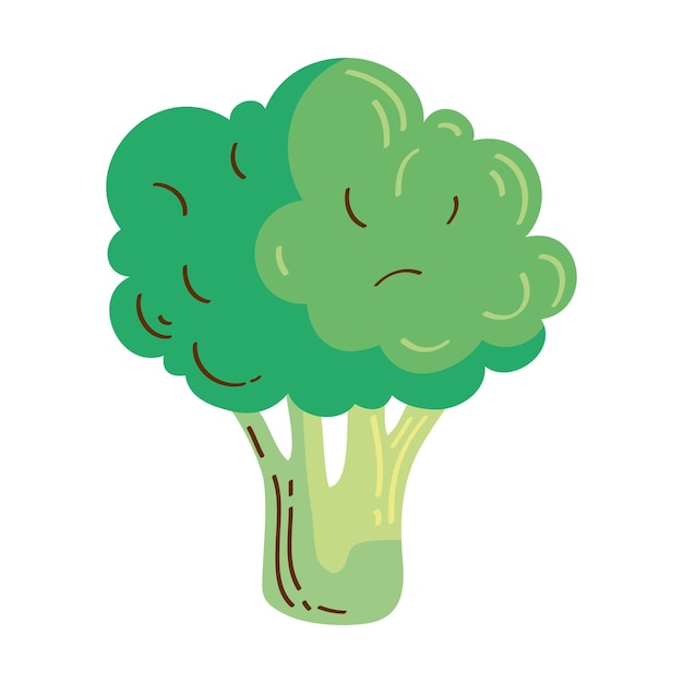 Free Vector fresh broccoli vegetable