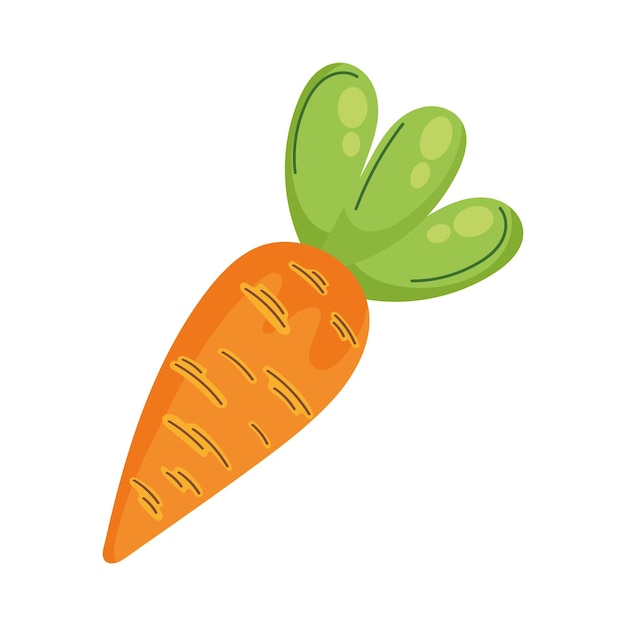 Free vector fresh carrot vegetable