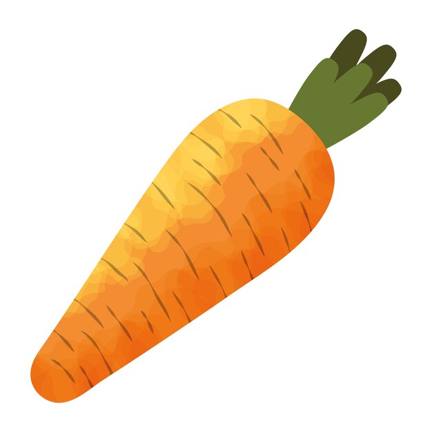 fresh carrot vegetable