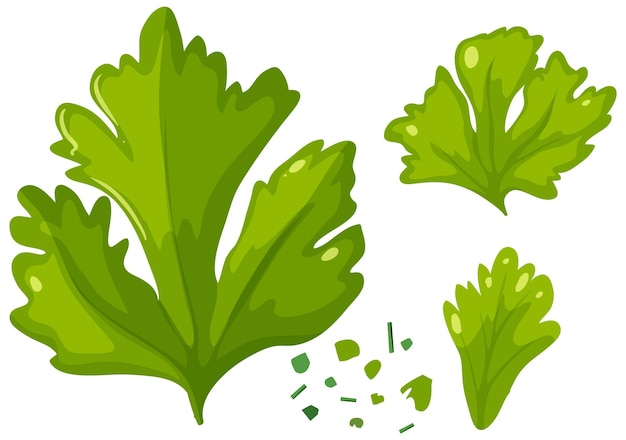 Free Vector fresh cilantro leaves illustration