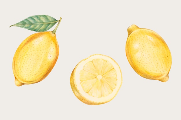 Fresh lemons in hand drawn style