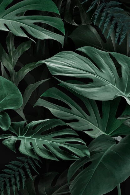 Free vector fresh natural green monstera deliciosa leaves