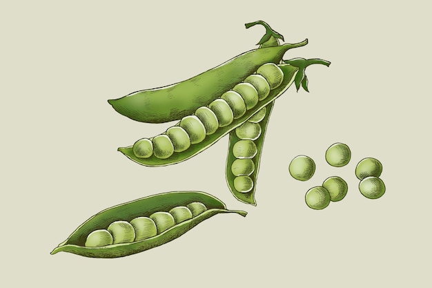 Free vector fresh organic green peas