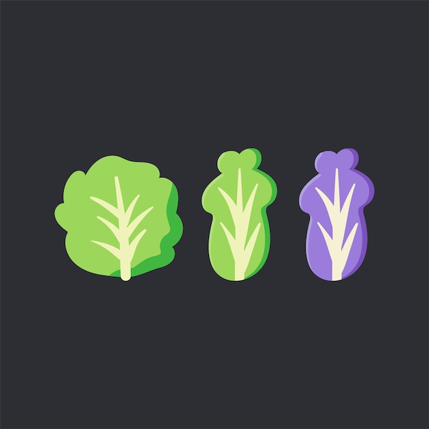 Free Vector fresh organic lettuce food vector