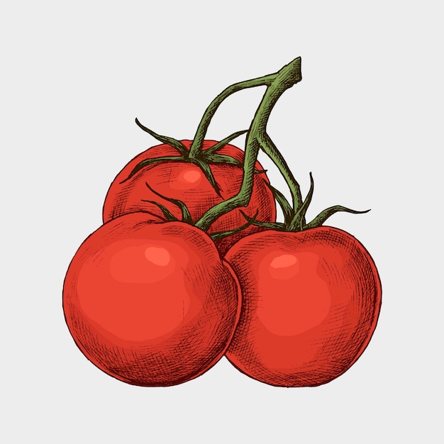 Fresh organic ripe tomato 