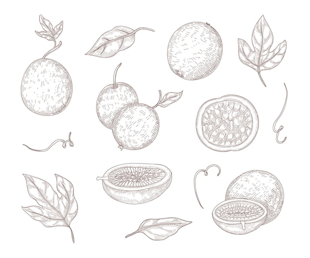 Fresh passionfruit engraved illustration