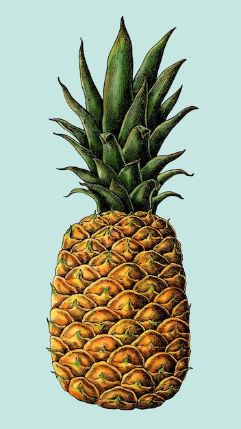 Free Vector fresh prickly pineapple drawing