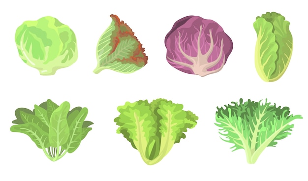 Free Vector fresh salad leaves flat illustration set. cartoon radicchio, lettuce, romaine, kale, collard, sorrel, spinach, red cabbage isolated vector illustration collection. vegetarian food and plants concept