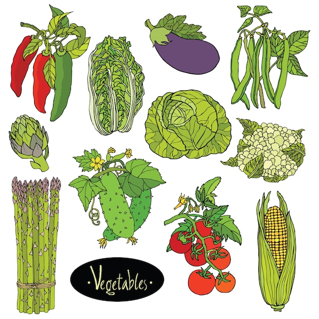 Free Vector fresh vegetables set eggplant, cabbage, peppers, beans, tomato, cucumber, asparagus, cauliflower, artichoke, lettuce, corn