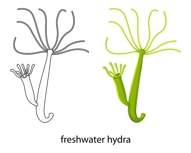 Freshwater hydra in colour and doodle on white