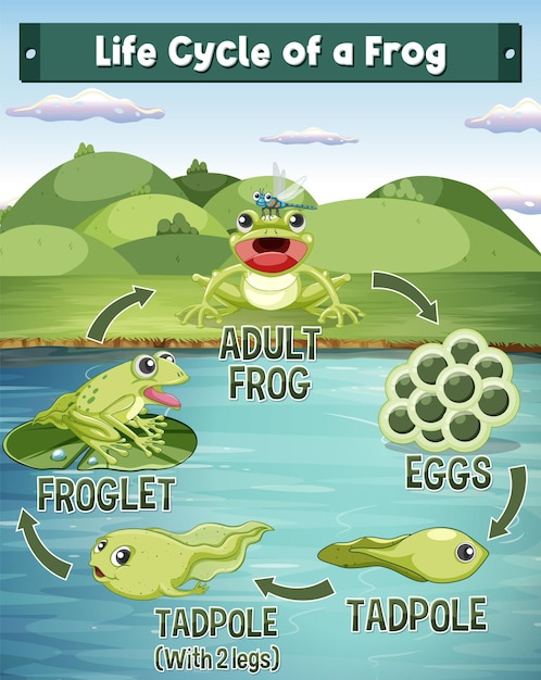 Free Vector frog life cycle diagram