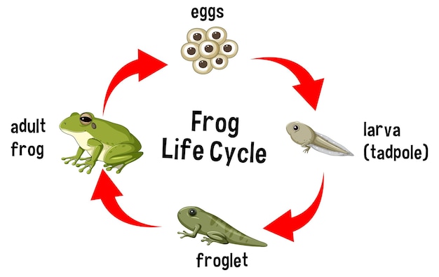 Free Vector frog life cycle diagram