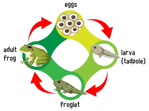 Frog Life Cycle Diagram