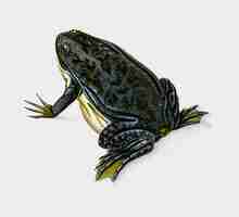 Free vector frog