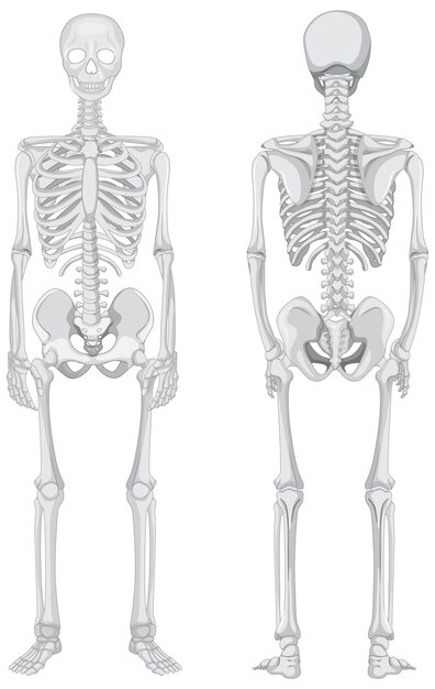 Front and back views of skeleton isolated on white background