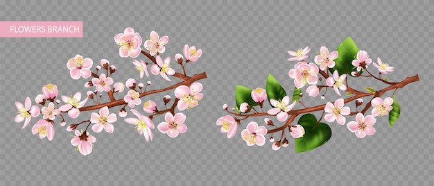 Free Vector fruit tree branch transparent set with flowers realistic isolated vector illustration