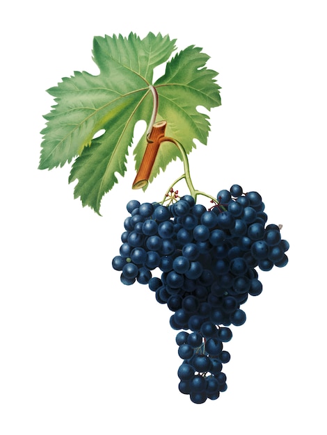 Free Vector fuella grapes from pomona italiana illustration