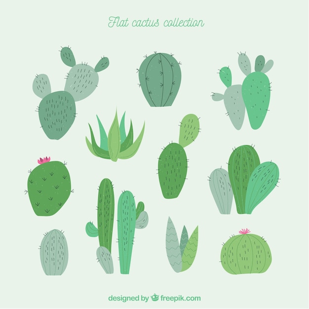 Free Vector fun collection of modern cactus