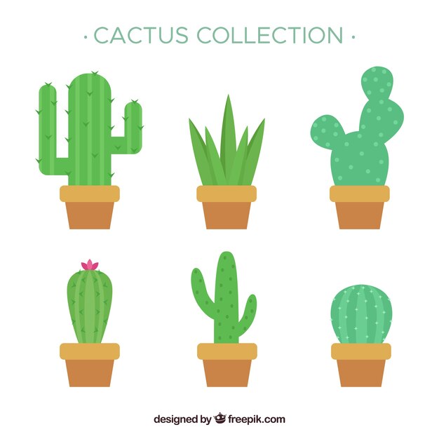 Fun pack of flat cactus