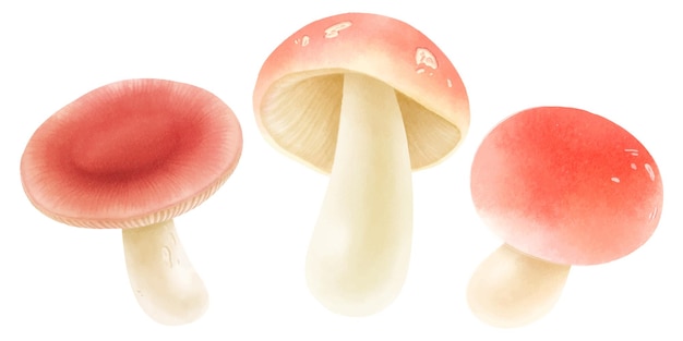 Fungus illustration watercolor style collection