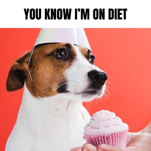 Funny diet animal meme