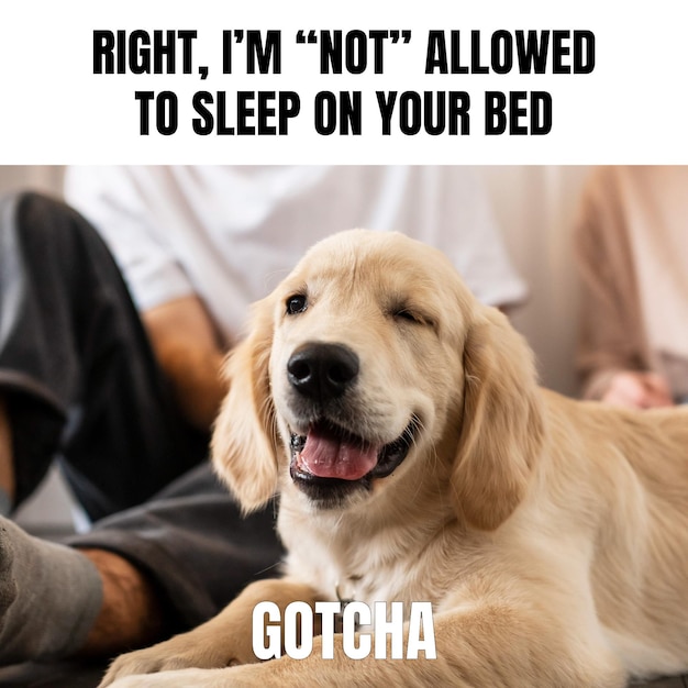 Funny dog with gotcha wink animal meme