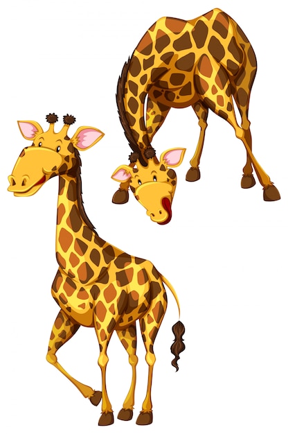 Funny Giraffes