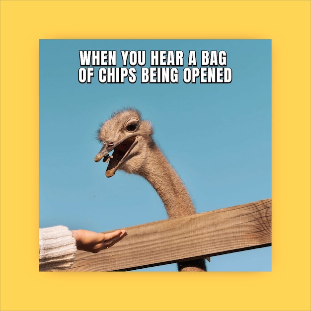 Funny ostrich meme