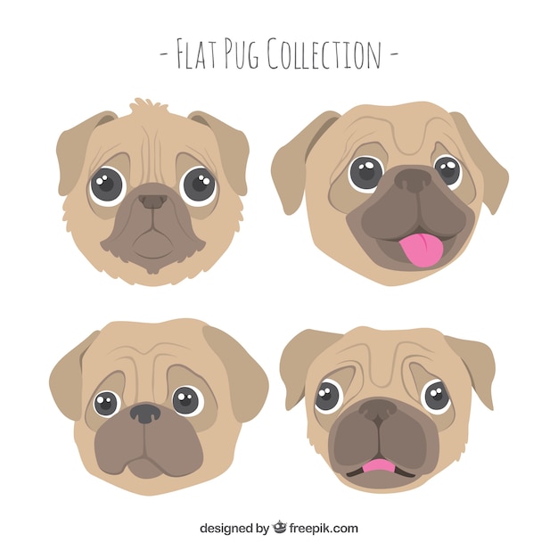 Free Vector funny pug faces with lovely style