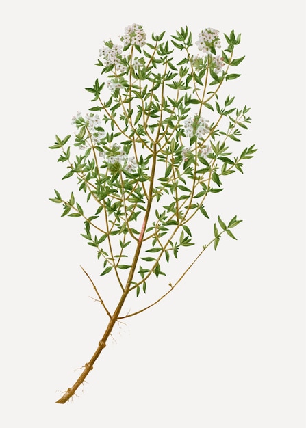 Free vector garden thyme herb