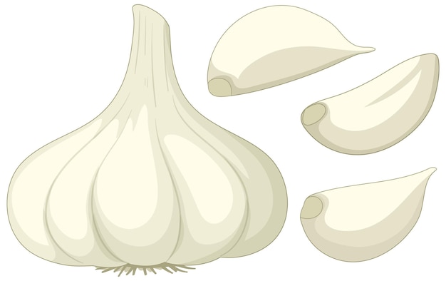 Garlic in cartoon style isolated