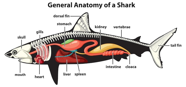 General Anatomy of a Shark Diagram