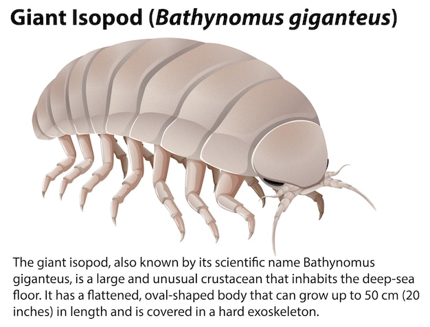 Giant Isopod Bathynomus Giganteus with Informative Text