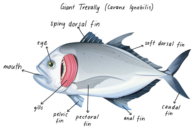 Free Vector giant trevally (caranx ignobilis)