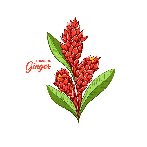 Ginger flower blossoming plant spice. Botanical vector illustration