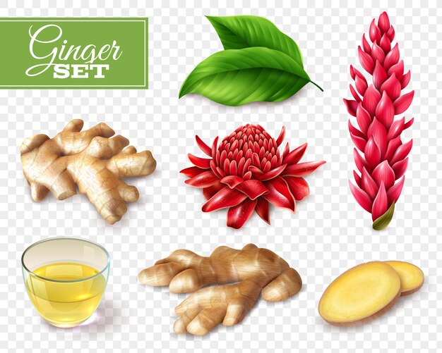 Ginger Transparent Background Set