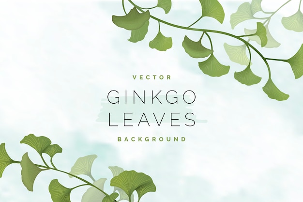 Ginkgo leaf background