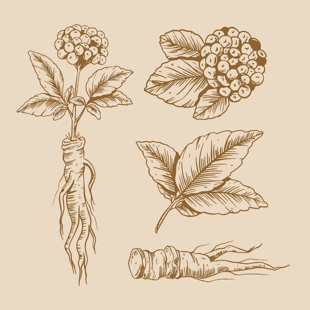 Ginseng plant collection draw design