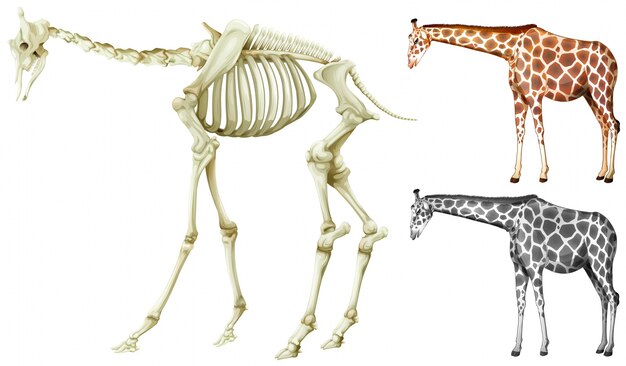 Giraffe and bone structure illustration