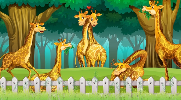 Giraffes in wood scene