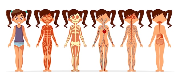 Free Vector girl body anatomy. cartoon medical female human body structure of muscular