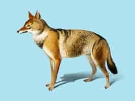 Free vector golden jackal (canis aureus) illustrated by charles dessalines d'orbigny (1806-1876).