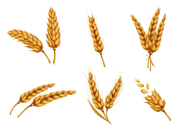 Free Vector golden wheat ears and grains realistic vector set