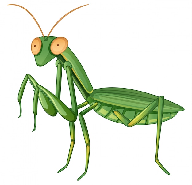 Free vector gpraying mantis on white