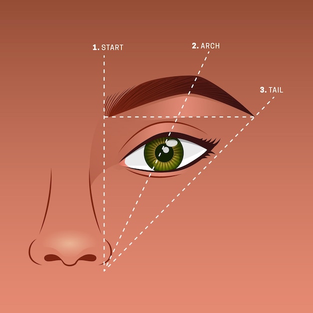 Free Vector gradient brow mapping illustration