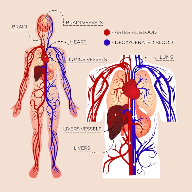 Free Vector gradient circulatory system infographic