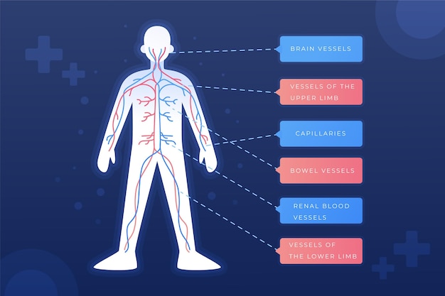 Free Vector gradient circulatory system infographic