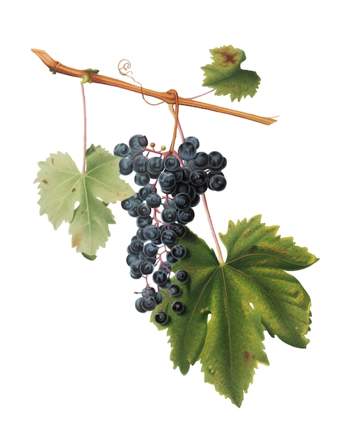 Free Vector grape colorino from pomona italiana illustration