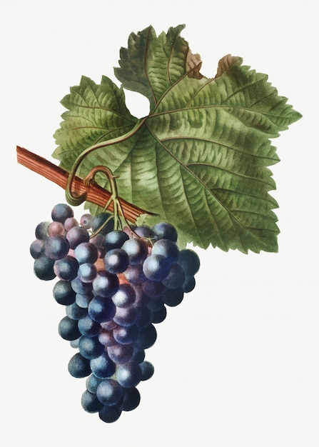 Grape vine